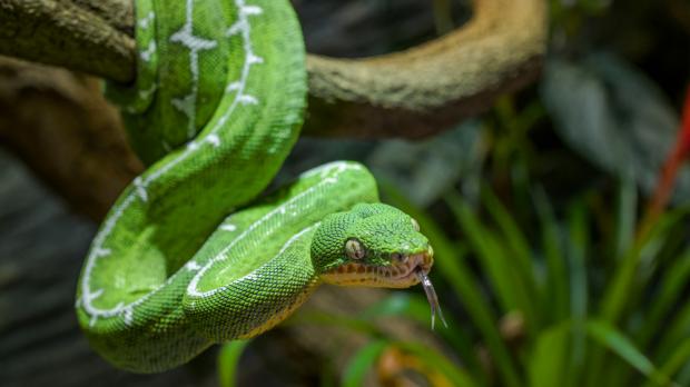 Psohlavec Batesův, foto: Petr Hamerní, Zoo Praha