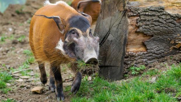 Foto: Petr Hamerník, Zoo Praha 