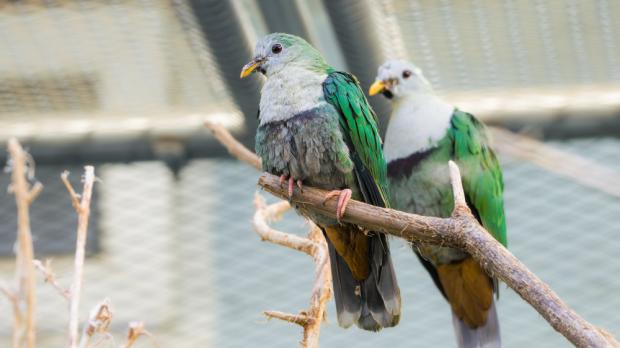 Foto: Petr Hamerník, Zoo Praha