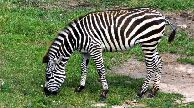 Foto: Tereza Mrhálková, Zoo Praha