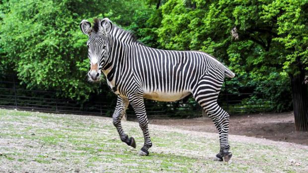 Foto: Tereza Mrhálková, Zoo Praha