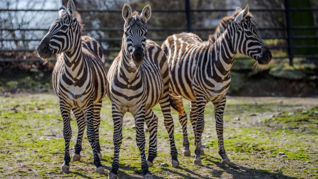 Foto: Petr Hamerník, Zoo Praha