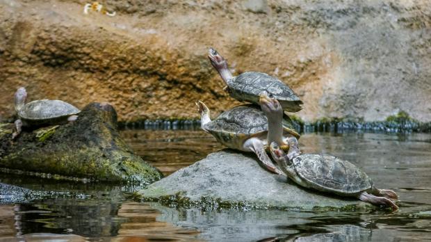 Foto: Archiv Zoo Praha