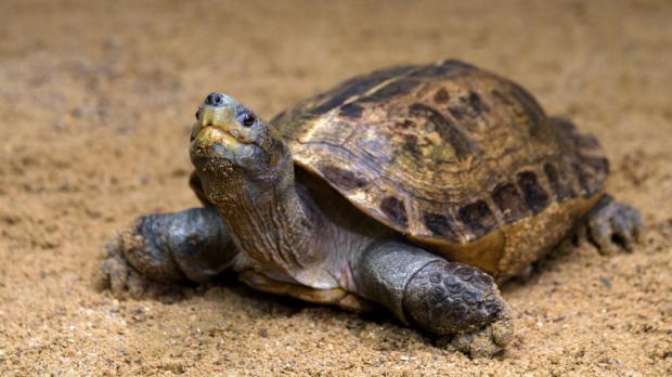 Foto: Petr Hamerník, Zoo Praha