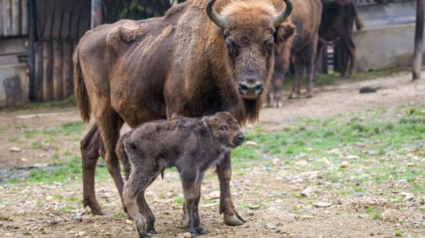 Foto: Petr Hamerník, Zoo Praha