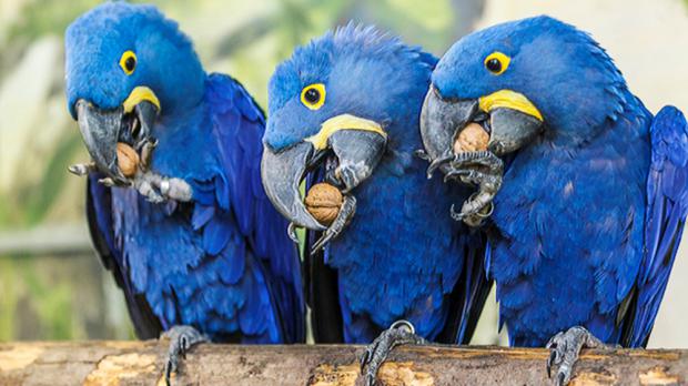 Foto: Tomáš Adamec, Zoo Praha