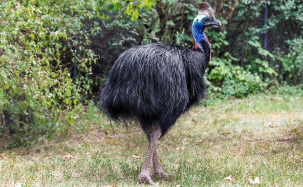 Foto: Tomáš Adamec, Zoo Praha