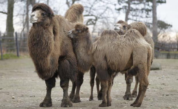 Foto: Tomáš Adamec, Zoo Praha