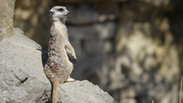 Foto: Tomáš Adamec, Zoo Praha