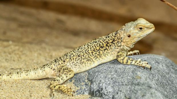 Foto: Petr Velenský, Zoo Praha