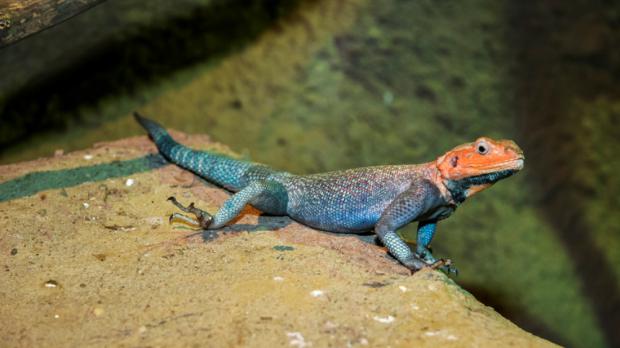 Foto: Petr Velenský, Zoo Praha