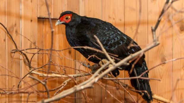 Foto: Petr Hamerník, Zoo Praha