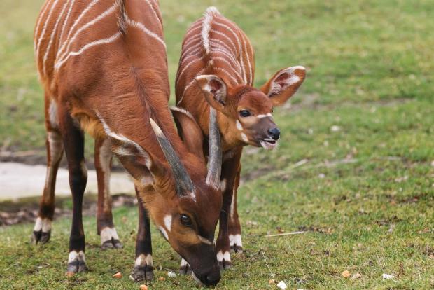 Foto: Archiv Zoo Praha