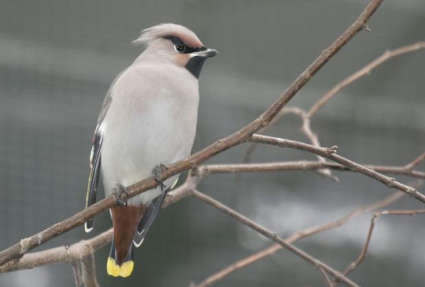 Brkoslav severní, foto: archiv Zoo Praha