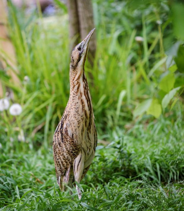 Foto: Petr Velenský, Zoo Praha