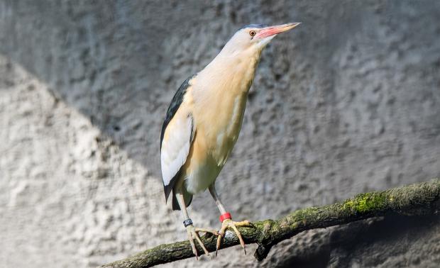 Bukáček malý. Foto: archiv Zoo Praha