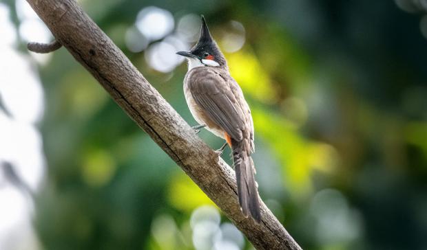 Bulbul červenouchý. Foto: Tereza Mrhálková, Zoo Praha