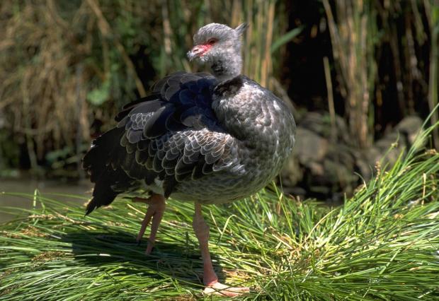 Čája obojková, foto: archiv Zoo Praha