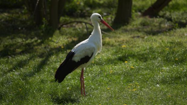 Foto: Petr Hamerník, Zoo Praha