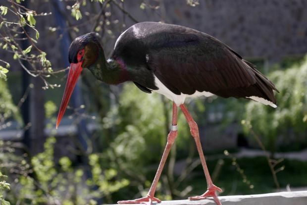 Čáp černý, foto: archiv Zoo Praha