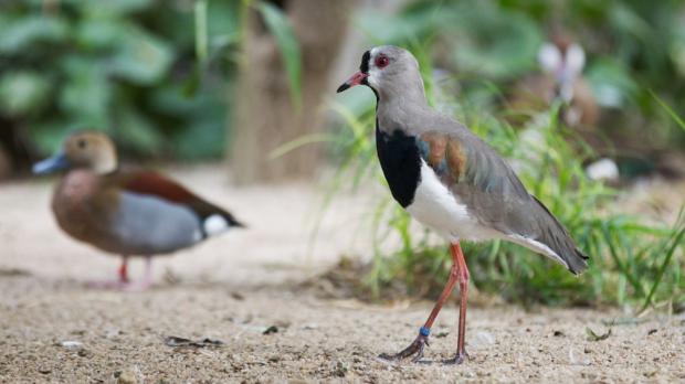 Foto: Tomáš Adamec, Zoo Praha