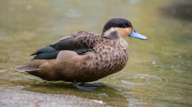 Foto: Petr Hamerník, Zoo Praha