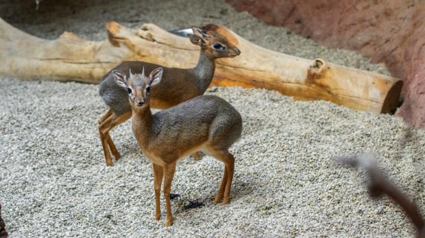 Foto: Petr Hamerník, Zoo Praha