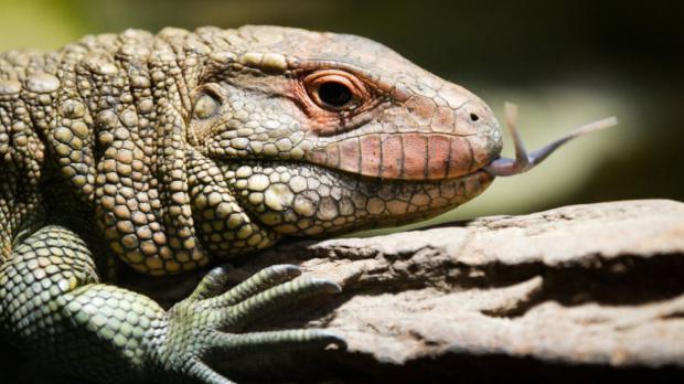 Foto: Tomáš Adamec, Zoo Praha