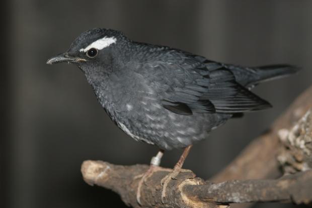 Drozd tmavý, foto: archiv Zoo Praha