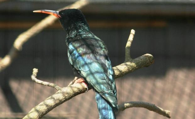 Dudkovec stromový, foto: Archiv Zoo Praha