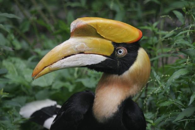 Dvojzoborožec indický, foto: archiv Zoo Praha