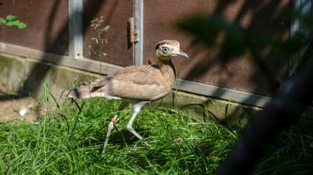 Foto: Petr Hamerník, Zoo Praha