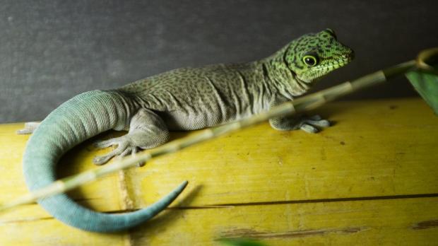 Foto: Tomáš Adamec, Zoo Praha