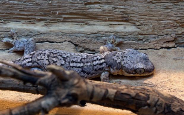 Gekončík východoafrický, foto: archiv Zoo Praha