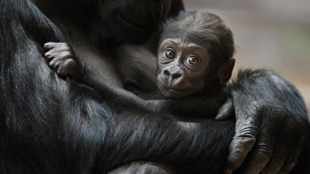 Mládě gorily nížinné Nuru, foto: Tomáš Adamec, Zoo Praha