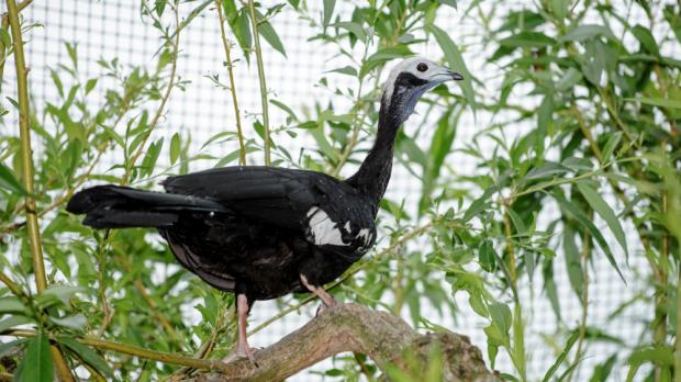 Foto: Petr Hamerník, Zoo Praha