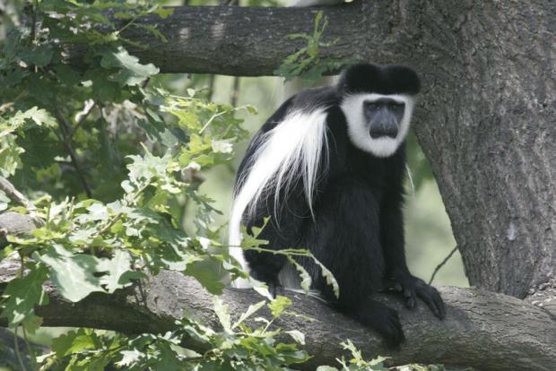 Gueréza pláštíková, foto: archiv Zoo Praha