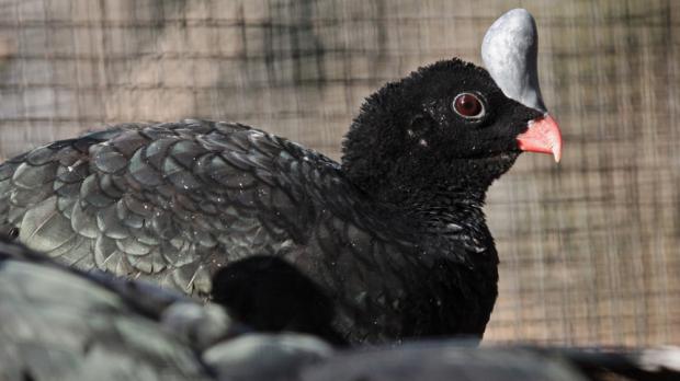 Foto: Tomáš Adamec, Zoo Praha