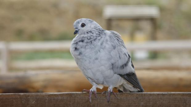 Foto: Tereza Mrhálková, Zoo Praha