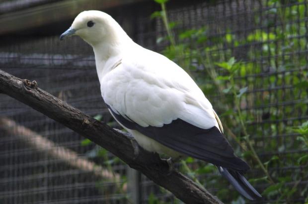 Holub dvoubarvý, foto: archiv Zoo Praha