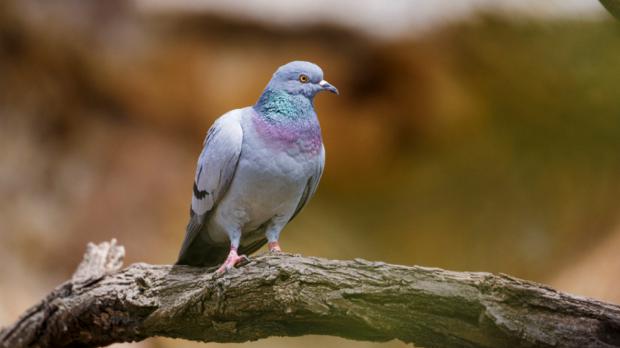 Foto: Václav Šilha, Zoo Praha