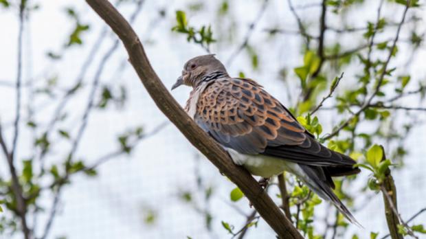 Foto: Petr Hamerník, Zoo Praha