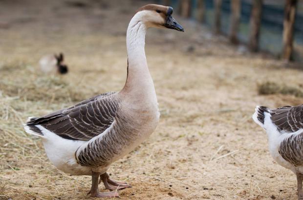 Foto: Tomáš Adamec, Zoo Praha