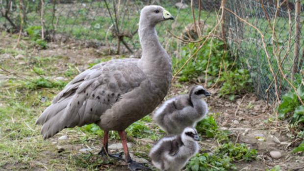 Foto: Antonín Vaidl, Zoo Praha