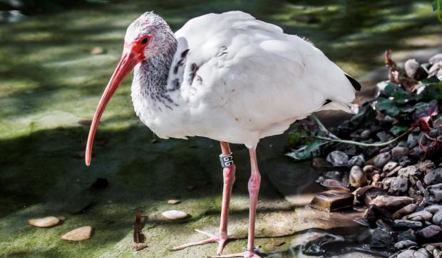 Foto: Petr Rošický, Zoo Praha