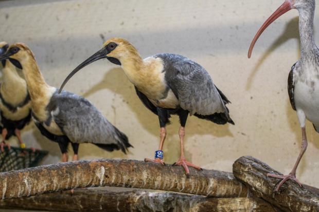 Foto: Petr Hamerník, Zoo Praha