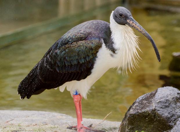 Foto: Petr Hamerník, Zoo Praha