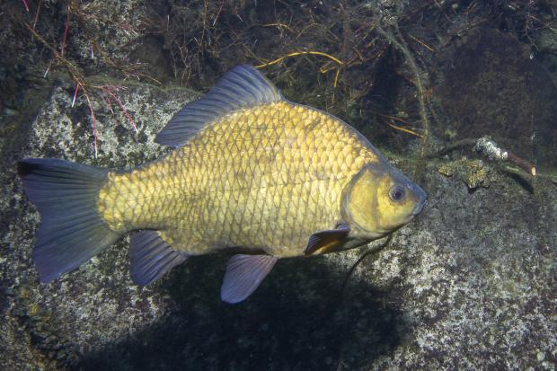 Karas obecný, foto: Rostislav Štefánek