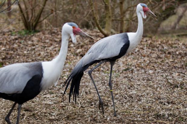 Jeřáb laločnatý, foto: archiv Zoo Praha