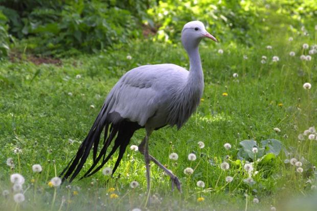 Jeřáb rajský, foto: archiv Zoo Praha